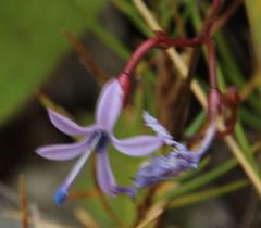Prismatocarpus diffusus