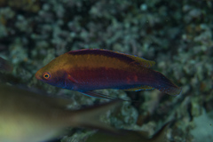 Cirrhilabrus beauperryi