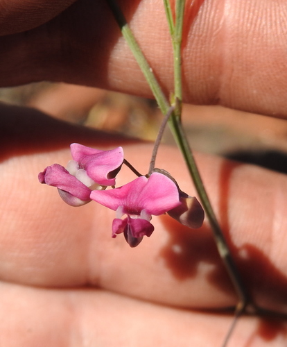 Image of Dolichos angustifolius by (c) Matthew Fainman, some rights reserved (CC BY)