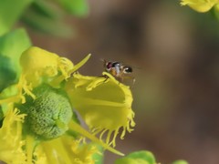 Anaphalantus longicornis