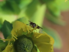 Anaphalantus longicornis