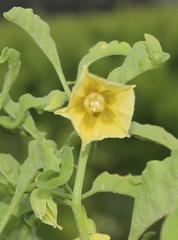Physalis minima