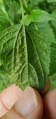 Calycomyza eupatoriphaga