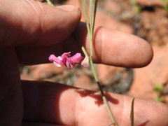 Dolichos angustifolius