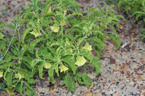 Physalis angulata