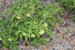 Physalis minima
