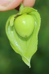 Physalis minima