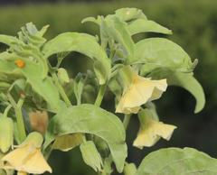 Physalis minima