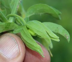 Physalis minima