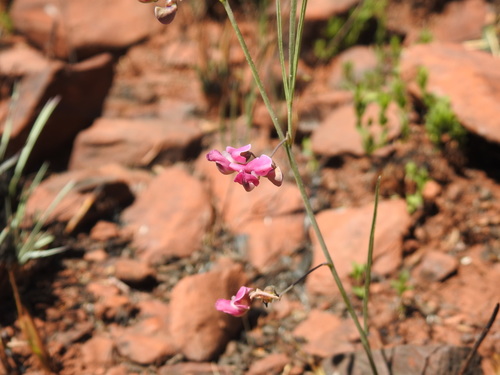 Image of Dolichos angustifolius by (c) Matthew Fainman, some rights reserved (CC BY)