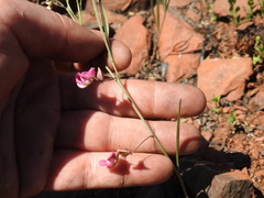 Dolichos angustifolius