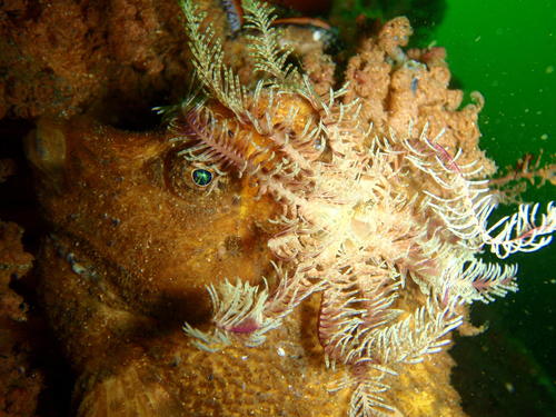 Congiopodus torvus