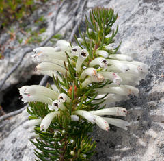 Erica thomae thomae