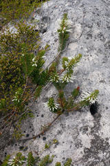 Erica thomae thomae