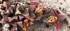 Delosperma litorale
