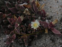 Delosperma litorale