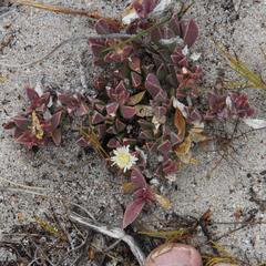 Delosperma litorale