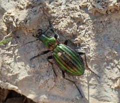 Carabus solieri