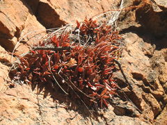 Crassula setulosa jenkinsii