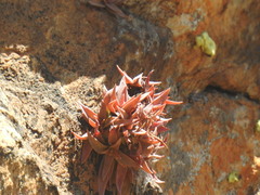 Crassula setulosa jenkinsii