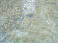 Callinectes marginatus