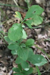Berberis amurensis
