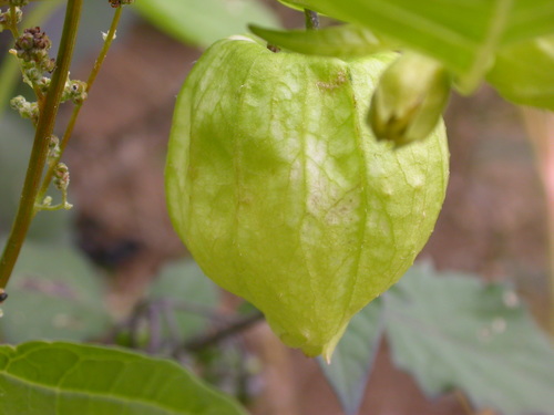 Physalis ixocarpa iNat (1)
