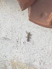 Mediodactylus orientalis