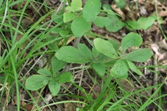 Berberis amurensis