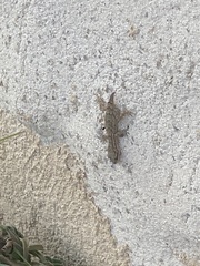 Mediodactylus orientalis