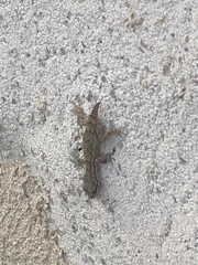 Mediodactylus orientalis