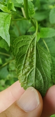 Calycomyza eupatoriphaga