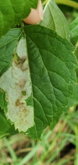 Calycomyza eupatoriphaga