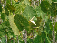 Montrichardia linifera
