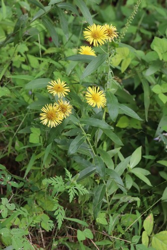 Inula japonica (Inula japonica)