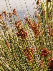 Juncus