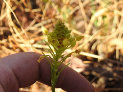Bulbine capitata