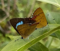 Heliophorus moorei