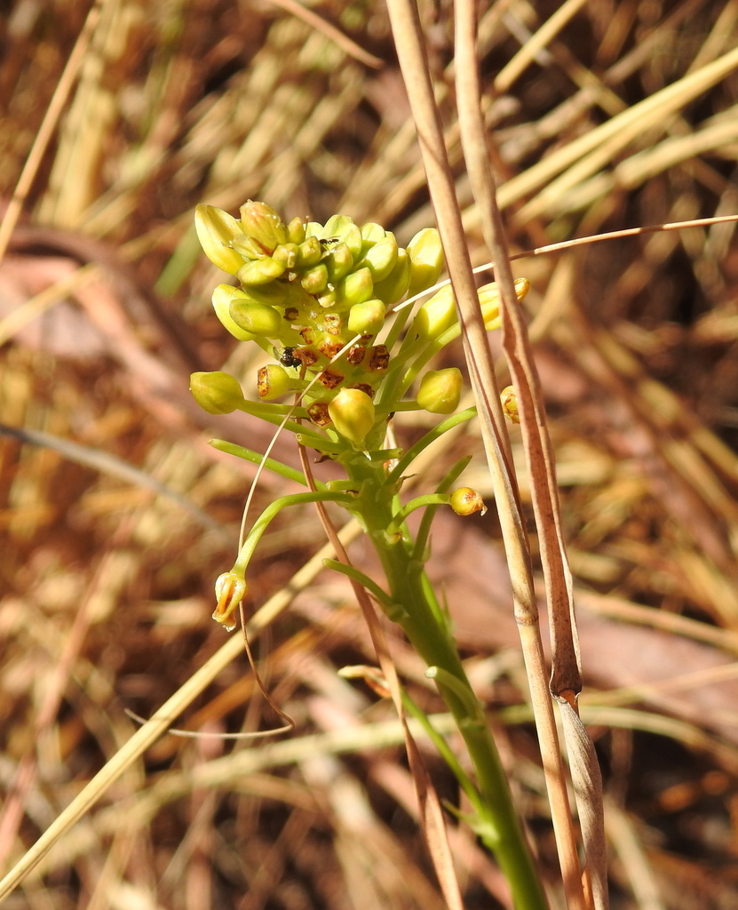 Bulbine capitata, Kings Kloof, Krugersdorp, Gauteng, South Africa