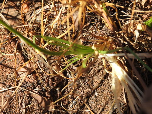 Bulbine capitata