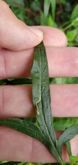 Liriomyza ptarmicae