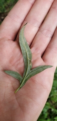 Liriomyza ptarmicae
