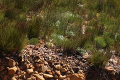 Leucospermum cordatum