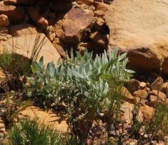 Leucospermum cordatum