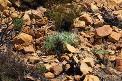 Leucospermum cordatum