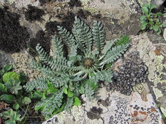 Jurinea filicifolia