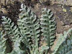 Jurinea filicifolia