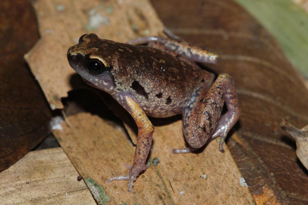 Camouflaged Paddy Frog