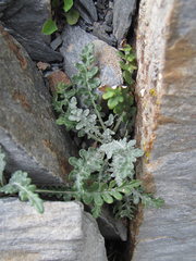 Jurinea filicifolia