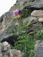 Psephellus caucasicus